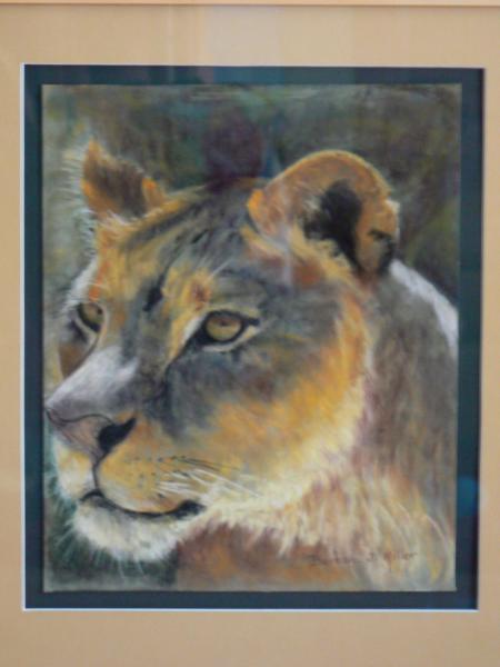 Lioness - 